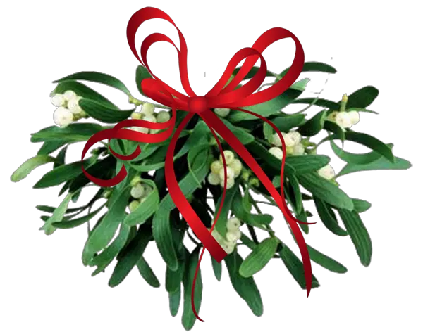 Where To Find Mistletoe Mistletoe On Guava Tree Png Mistletoe Png