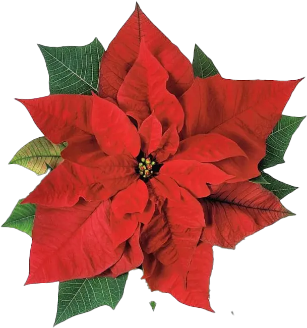 Poinsettia Transparent Png Poinsettia Flower Poinsettia Transparent Background