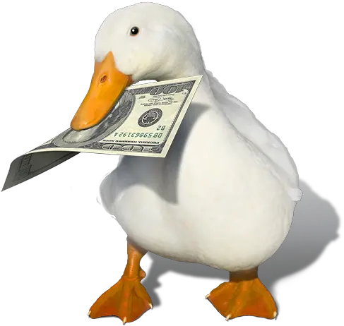 Steam Workshop Not A Duck Duck Money Png Duck Transparent