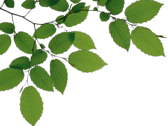 Download Tree Branch Png File Anime Tree On Transparent Background Branch Png