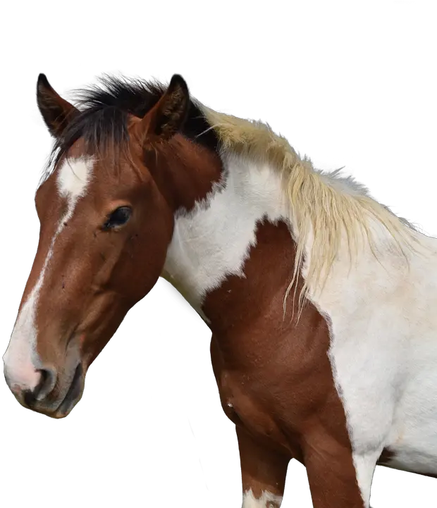 Horse Head Isolated Free Photo On Pixabay Mustang Png Horse Head Png