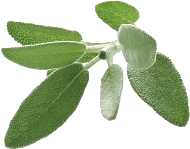 Sage Png 6 Image Transparent Sage Leaf Png Sage Png