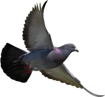 Bird Pigeonflyingtransparentbackground040010049 U2013 Eco Birds Repeller Png Rock Transparent Background