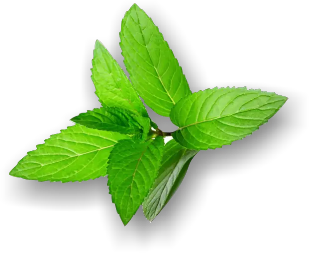 Mint Leaves Png Mint Mint Leaves Png