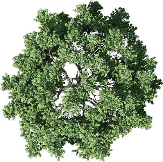 Tree Plan Shrub Free Transparent Image Transparent Tree Top Png Shrub Transparent Background