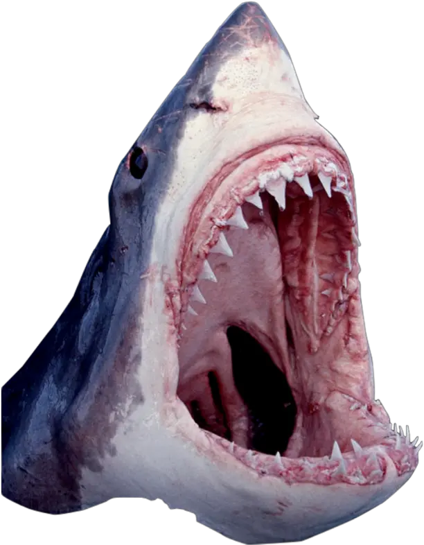 Shark Mouth Png 3 Image Great White Shark Shark Transparent Background