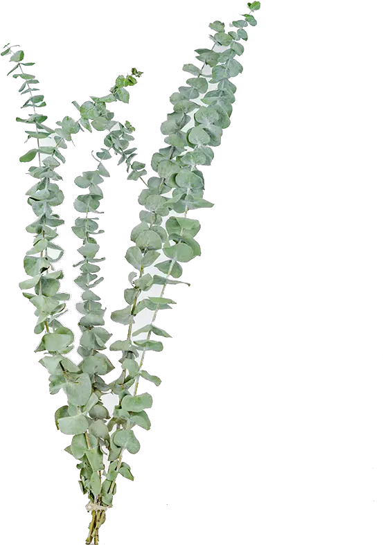 Eucalyptus Leaves Png Transparent Dried Flowers Png Eucalyptus Leaves Png