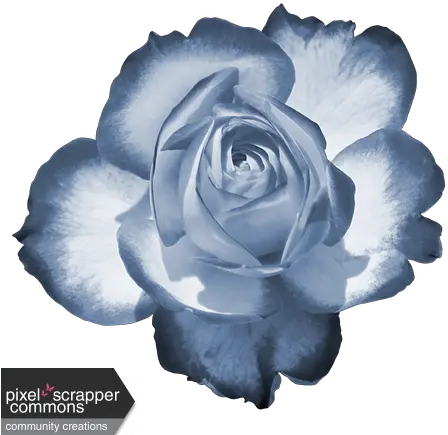 Two Tone Rose 1 Graphic Flowers Dp For Whatsapp Png Blue Rose Png