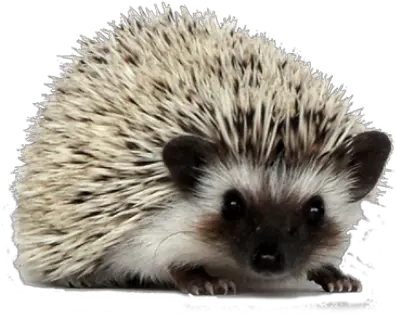 Png Hedgehog Hedgehog Hedgehog Transparent Background