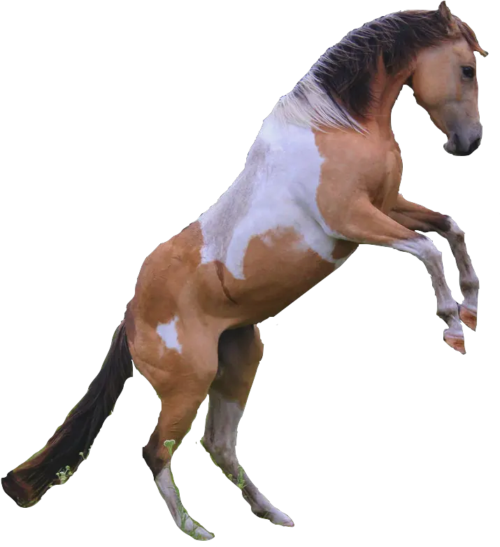 Download Horses Transparent Rearing Horse Full Size Png White Rearing Horse Blue Background Horse Png