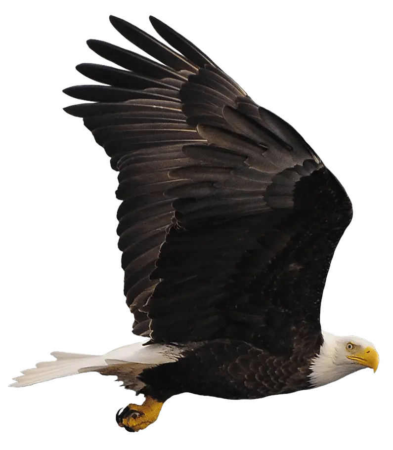 Download Bald Eagle Png Image With No Background Pngkeycom Eagle Bald Eagle Png