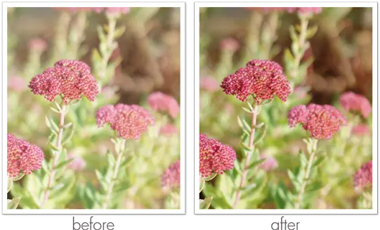 Adobe Photoshop Elements 12 Review Digital Scrapper Blog Photoshop Before And After Flowers Png Photoshop Puppet Warp Icon