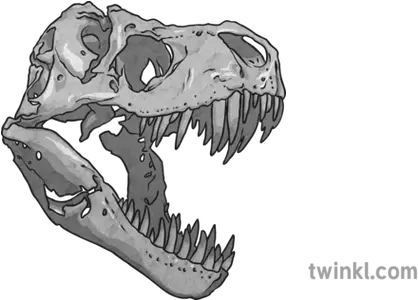 Replacement Fossil T Rex Skull Black Craneo T Rex Png Dinosaur Skull Png