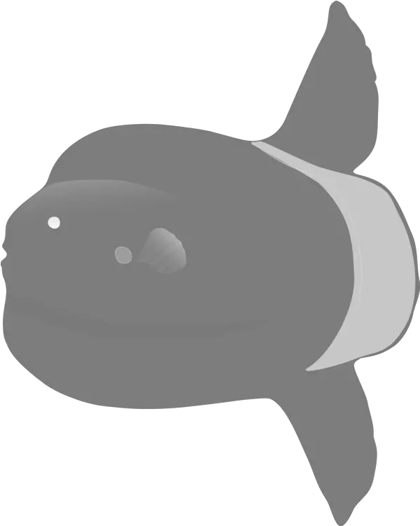 Snoutfishkiller Whale Png Clipart Royalty Free Svg Png Ocean Sunfish Killer Whale Png