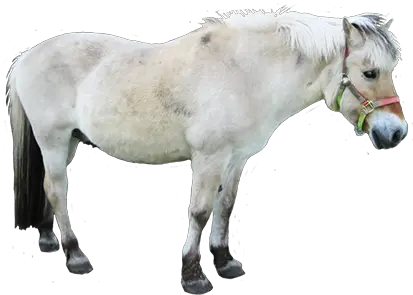 Animal Clip Art White Shetland Pony Clipart Png White Horse Png