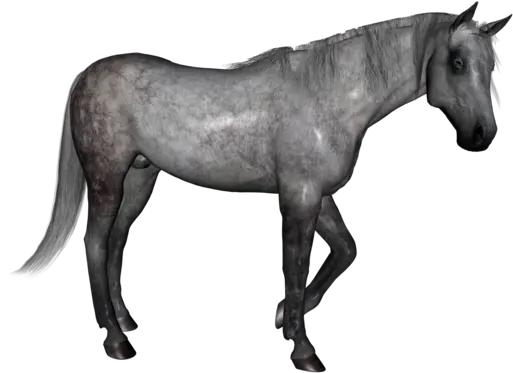 Dapple Grey Horse Dapple Grey Horse Png White Horse Png