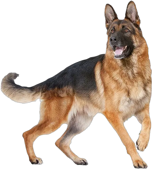 German Shepherd Dog Png Free Image All German Shepherd Dog Images Free German Shepherd Png