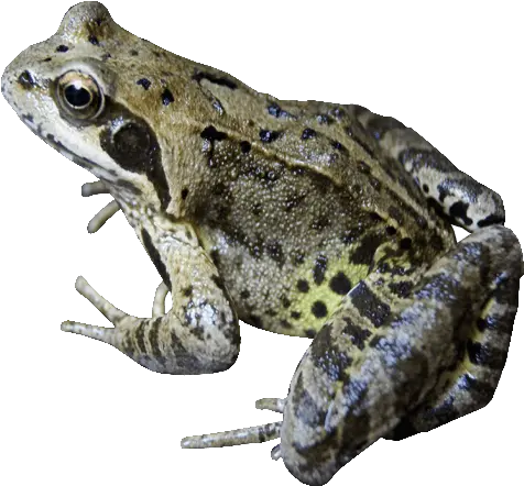 Common Garden Frog Transparent Image Frog On Clear Background Png Transparent Frog