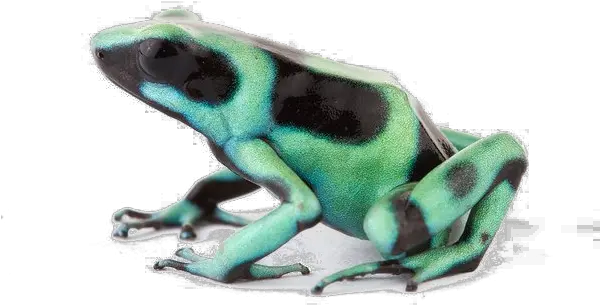 Poison Dart Frog Transparent Background Poison Dart Frog Png Transparent Frog