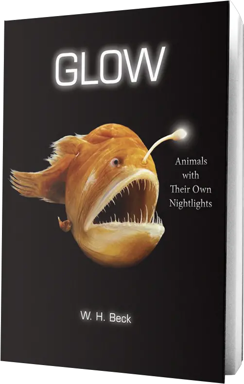 Glow Animals With Their Own Night Lights Feed Magazine Glow Animals With Their Own Night Lights Png Glow Transparent Background