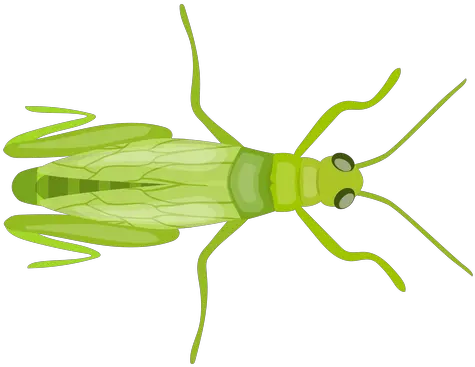 Grasshopper Wing Feeler Antenna Flat Icono Png Saltamontes Grasshopper Png