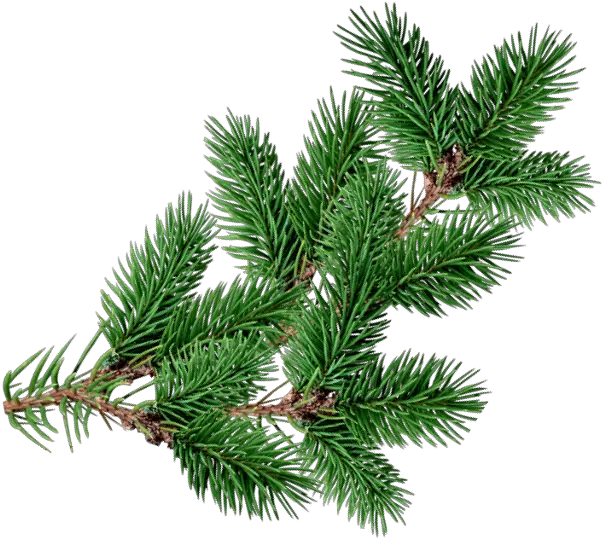 Christmastree Branch Decoration Overlay Christmas Pine Tree Overlay Png Pine Branch Png