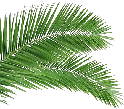 Palm Leaves Clipart Png Images Tree