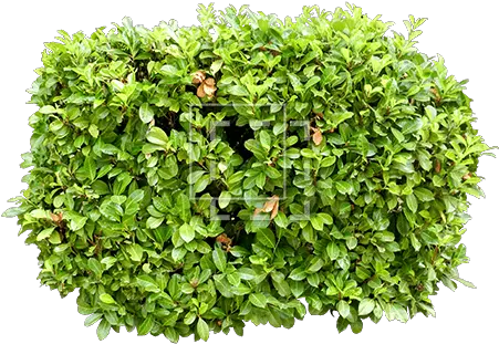 Rectangular Bush Immediate Entourage Hedge Png Shrub Transparent Background