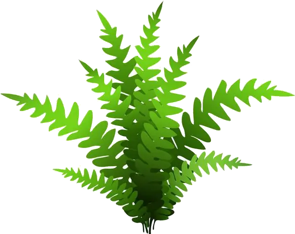 Fern Drawing Green Plant Plant Illustration Png Fern Png