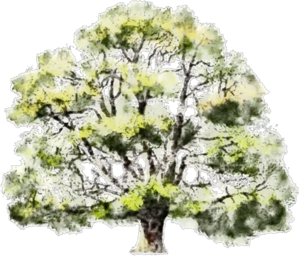 Read It Watercolor Tree Drawing Png Full Size Png Watercolor Architecture Trees Png Watercolor Tree Png