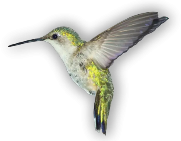 Birds Png Images Free Download Transparent Background Bird Png Hummingbird Png