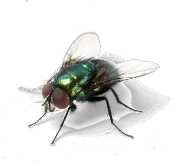 Fly Transparent Hd Of A Annoying Things In Summer Png Fly Png