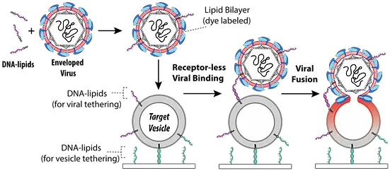 Virus U0026 Vesicle Fusion Boxer Lab Circle Png Virus Png