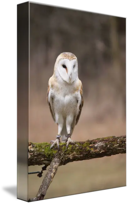 Barn Owl By Tony Moran Barn Owl Png Barn Owl Png