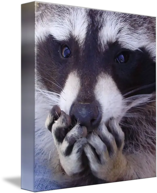 Raccoon Picture Frame Png Raccoon Emoji Icon