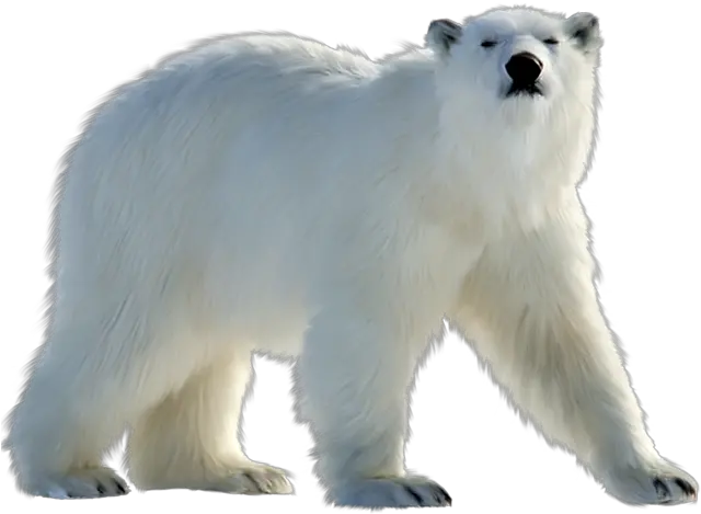 Polar Bear Transparent Png Image Great Pyrenees Polar Bear Bear Transparent