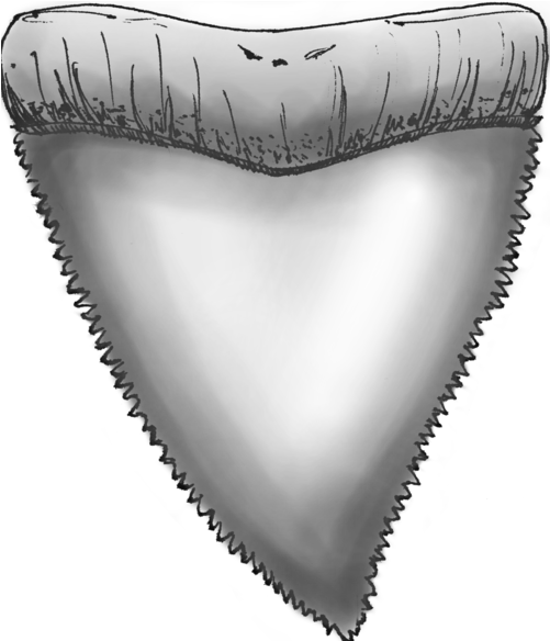 Download Hd Sharp Teeth Png Vertical Sharp Teeth Png