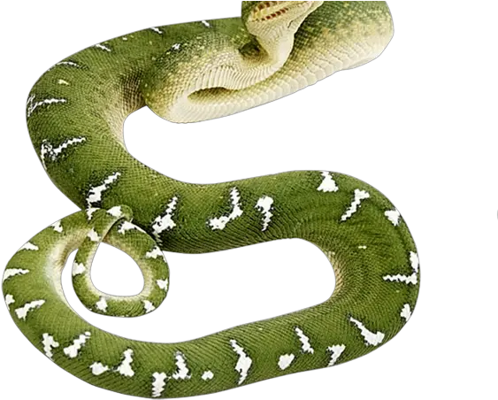 Green Snake Transparent Background Png Snake Png Snake Transparent