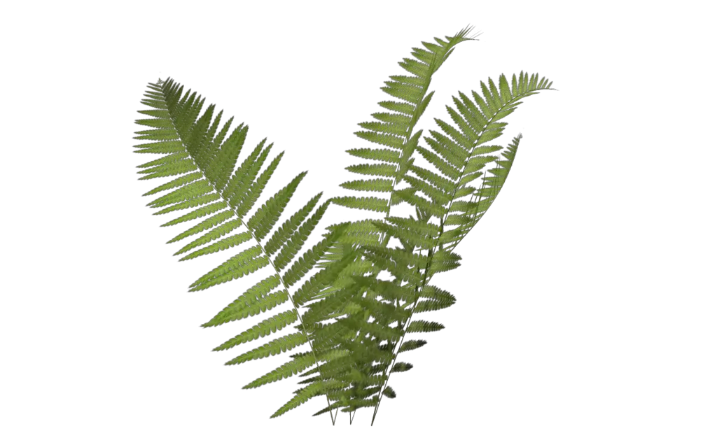 Fern Png 5 Image Fern Png Fern Png