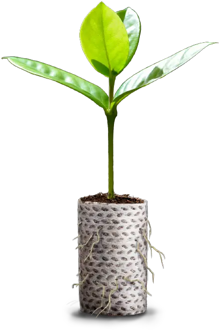 Ellepot A Sustainable Solution For Propagation Produção De Mudas Em Recipientes Png Crops Png