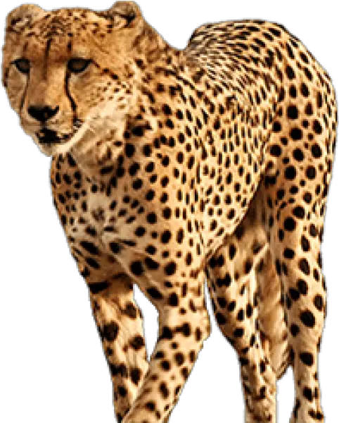 Free Transparent Png Images On Cheetah