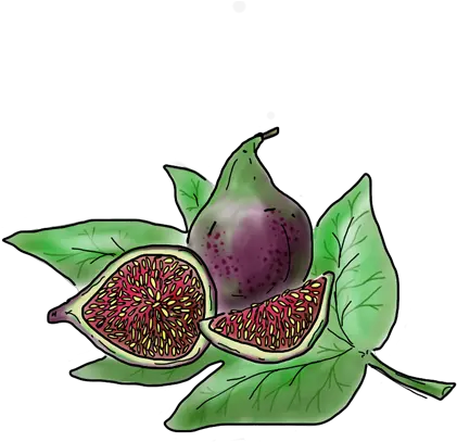 Black Mission Fig Superfood Png Fig Png