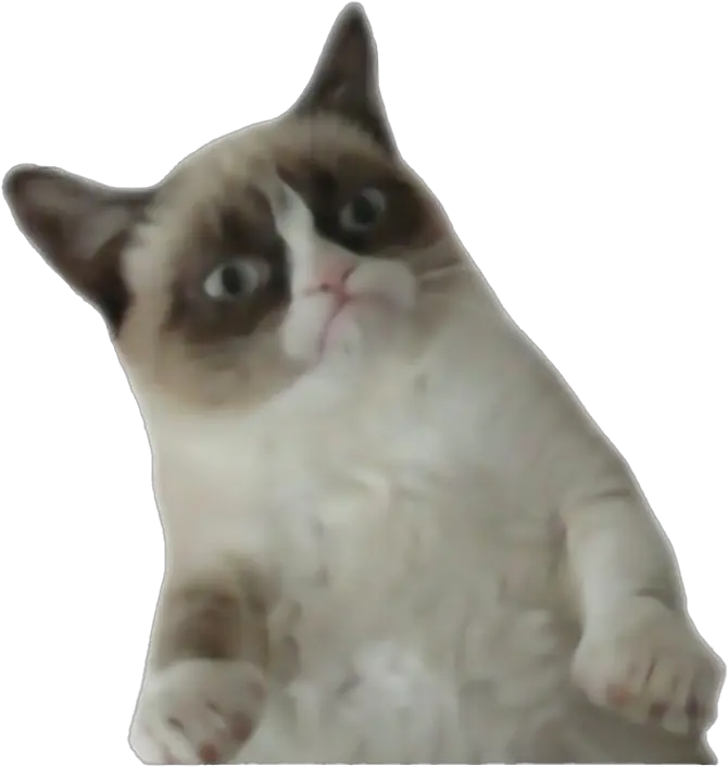 Grumpy Cat Png File Mart Grumpy Cat Transparent Png Grumpy Png