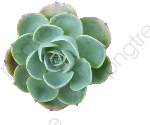 Succulent Plants Clipart Succulents Png Succulent Png