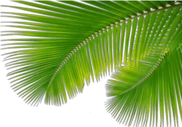 Png Tropical 1 Image Tropical Png Tropical Png