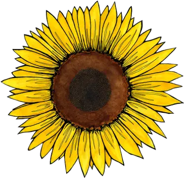 Sunflowers Richmond Alvis Farms Goochland Short Pump Yellow Aesthetic Stickers Sunflower Png Sunflowers Png