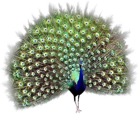 Peacock Png Peehen Png Peacock Png