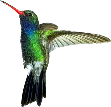 4 2hummingbirdtransparent Eos Chuparrosa Enamorada Png Hummingbird Transparent