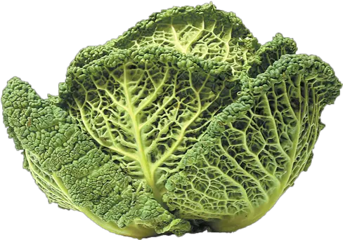 Savoy Cabbage Salamanca Fresh Kale Png Cabbage Png