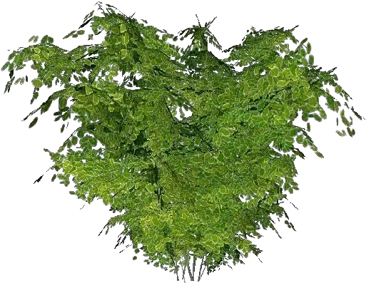 3d Bushes Portable Network Graphics Png Bushes Transparent